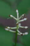 White baneberry <BR>Doll's eyes